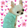 Chihuahuas Tiernos 🥰 8