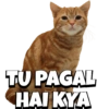 CATS 7