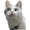 Gatitos Reacciones  19