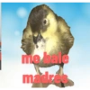 Más ispato666 7