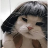 GATOS LOCOS 2 20