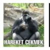 Instagram: gorilolmak 7