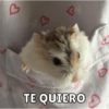 Dilo con Animalitos🐣💛 6