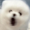 Reaccion mascotas 1.3 13
