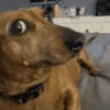 Cachorros zoeiras 12