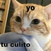 Michis con frases UwU🐱🍭🍨 7