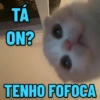 GATINHOS EXPRESSIVOS 😸 7
