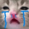 Gatos Tristes 3😿 12