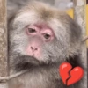 MACAQUINHA XINGXING 🐵🤎 12