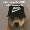 asies me gusta el THC,, tuhermosacarita 無政府