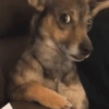 Cachorros engraçados  8