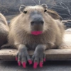Capibara 🧸✨ 13