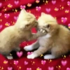 💞💖 प्यार 10 💖💞 17