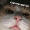 Michis con frases UwU🐱🍭🍨 8