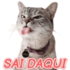 GATINHOS EXPRESSIVOS 😸 8