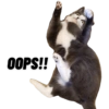 Michi the cat 7