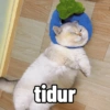 tidur