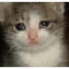 Gatitos sad 5