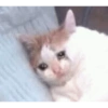 Gatitos sad 6