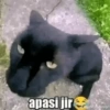 apasi jir