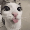 Kittens 🐱 ❤️ 13