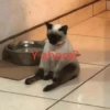 Yahora?