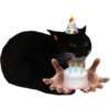 Happy Birthday  16