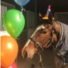 Cavalinho Fofo Reações 🐴 10