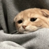 ⋆🐾 gatos tristes ᓚ₍ ^•⁠ ⁠ᴥ •^₎ 15