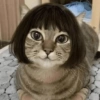 Gatinhos reativos 🐾 19