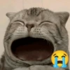Gatos Tristes 3😿 18