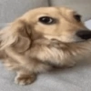 Reaccion mascotas 1.2 8