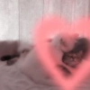 Gatitos 🥰 6
