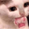 ⋆🐾 gatos tristes ᓚ₍ ^•⁠ ⁠ᴥ •^₎ 22