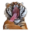 KOchEng OreN 2