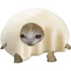Mochi cat  6