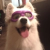 Reaccion mascotas 1.3 15
