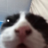 Gatitos. | @ocenferios  Haki. 8