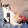 Gatinhos reativos 🐾 11