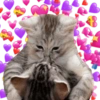 Gatitos amorosos. 6