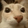 Gatitos. | @ocenferios  Haki. 5
