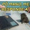 GATINHOS EXPRESSIVOS 😸 5