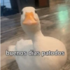 Bom dia fans 7