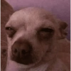 Cachorros engraçados  9