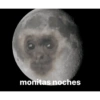 monitas noches
