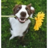 Primavera 🌼 9