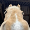 Cavalinho Fofo Reações 🐴 17