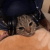 ⋆🐾 gatos tristes ᓚ₍ ^•⁠ ⁠ᴥ •^₎ 6