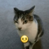 Kittens 🐱 ❤️ 5