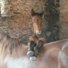 Cavalinho Fofo Reações 🐴 5